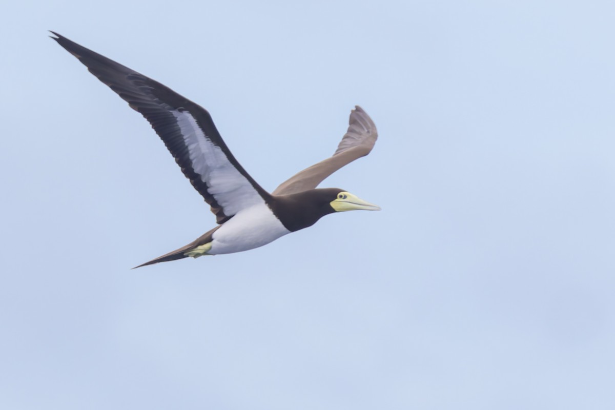 Brown Booby - ML617619299
