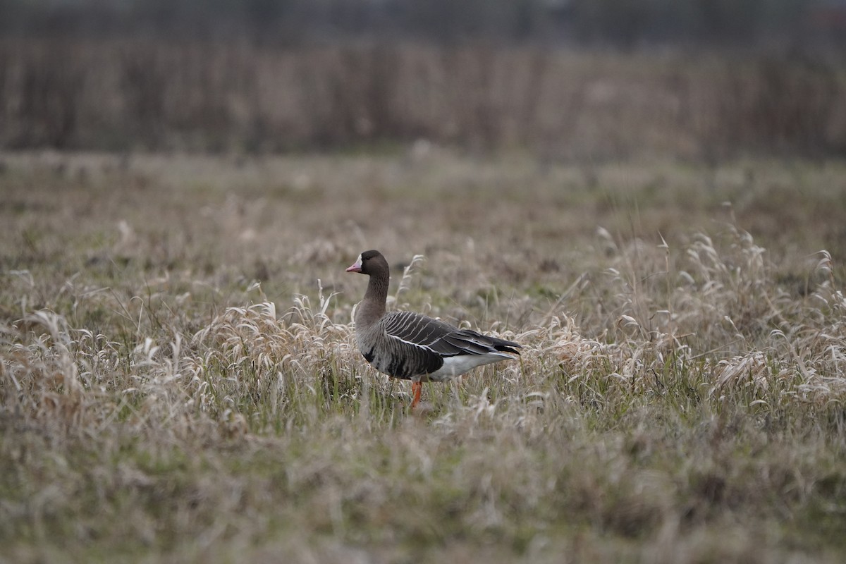 Greater White-fronted Goose - ML617619421