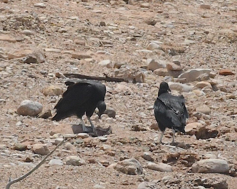 Black Vulture - ML617619441