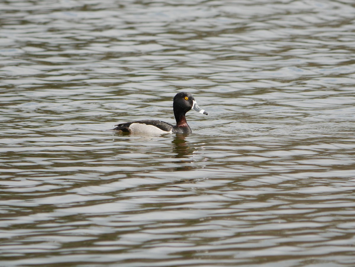 Ring-necked Duck - ML617619460