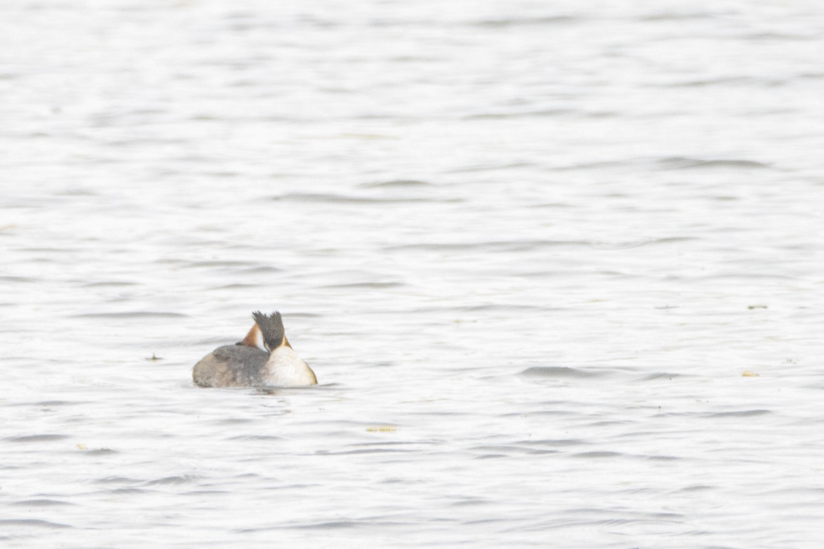 Great Crested Grebe - ML617619477