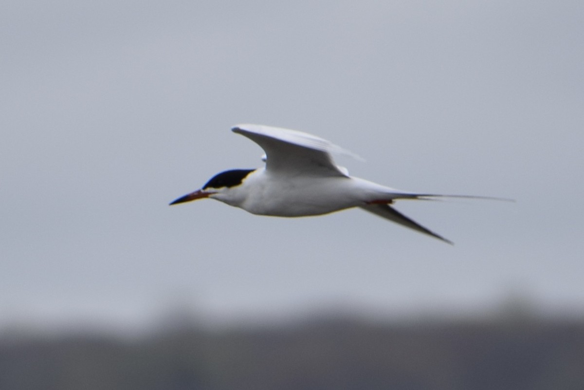 Forster's Tern - Neal Fitzsimmons