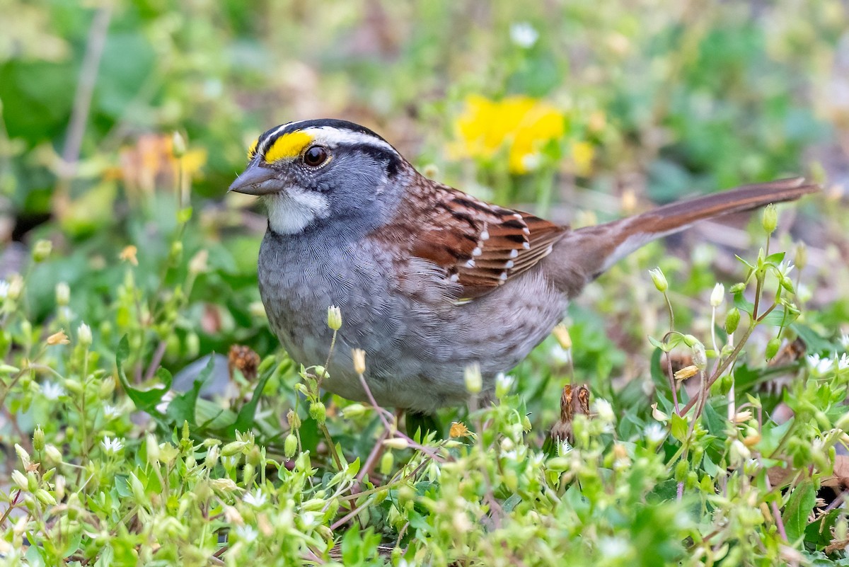 White-throated Sparrow - ML617619513