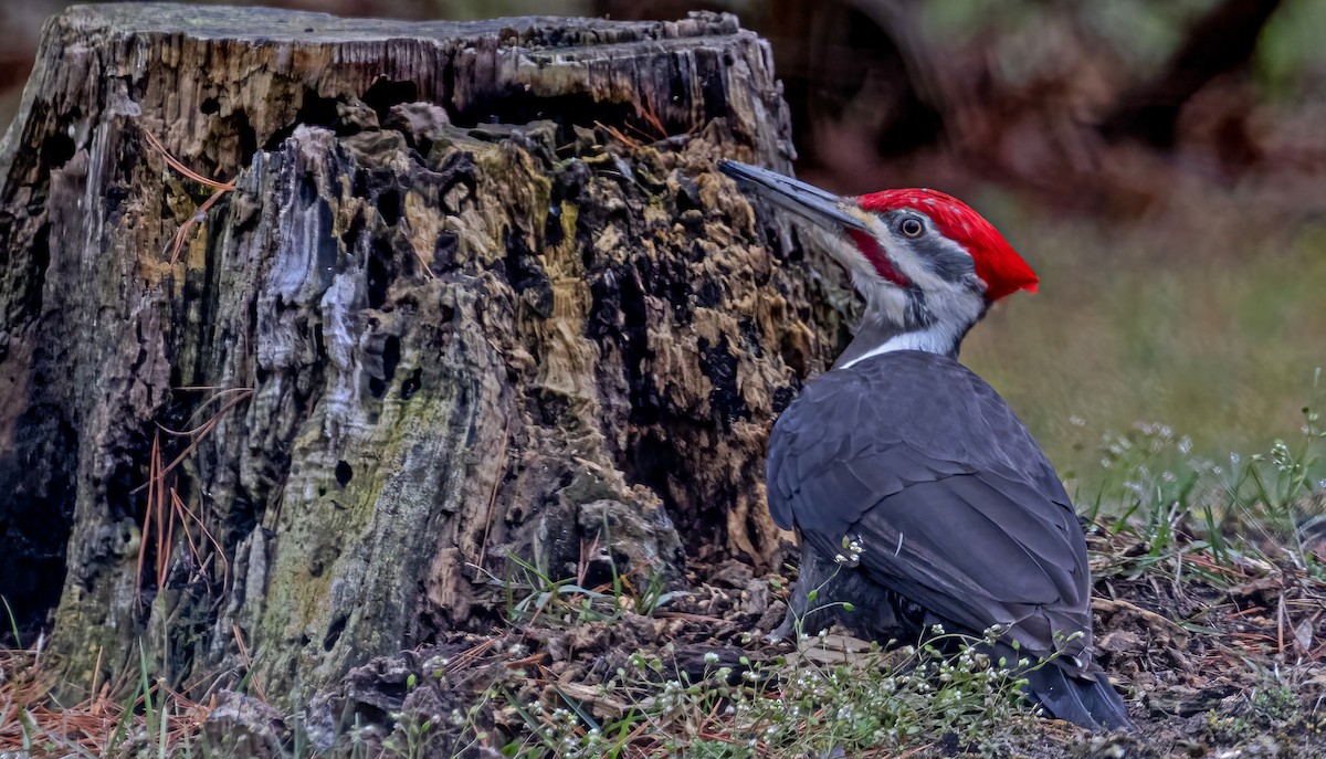 Pileated Woodpecker - ML617619515