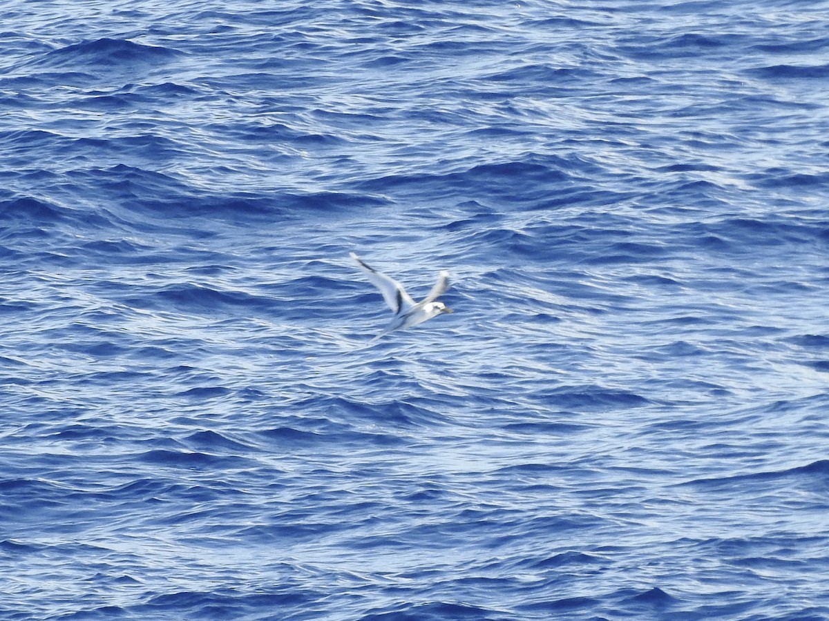 白尾熱帶鳥 - ML617619521