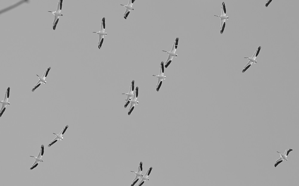 Пелікан рогодзьобий - ML617619602