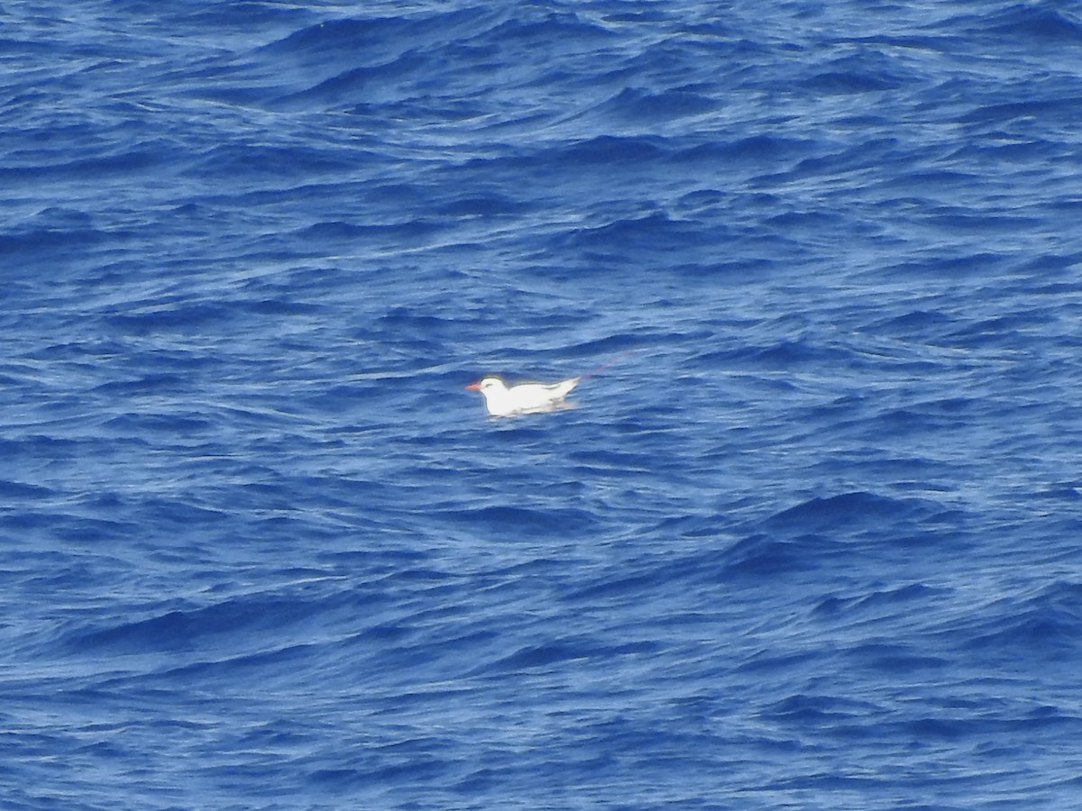 Red-tailed Tropicbird - ML617619607
