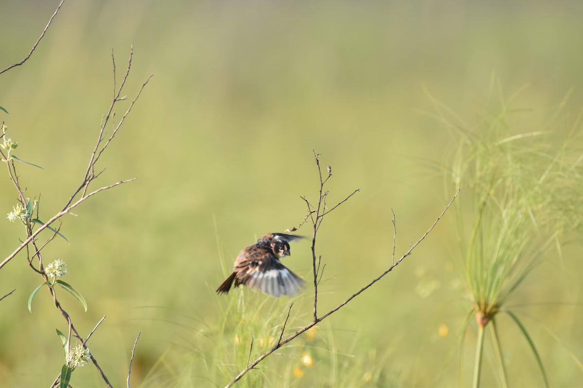 Rusty-collared Seedeater - ML617619611
