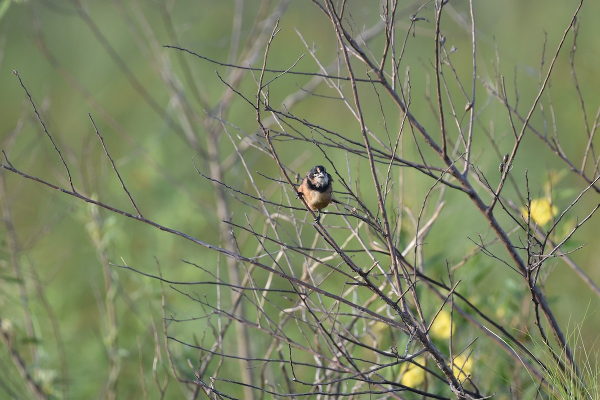 Rusty-collared Seedeater - ML617619612