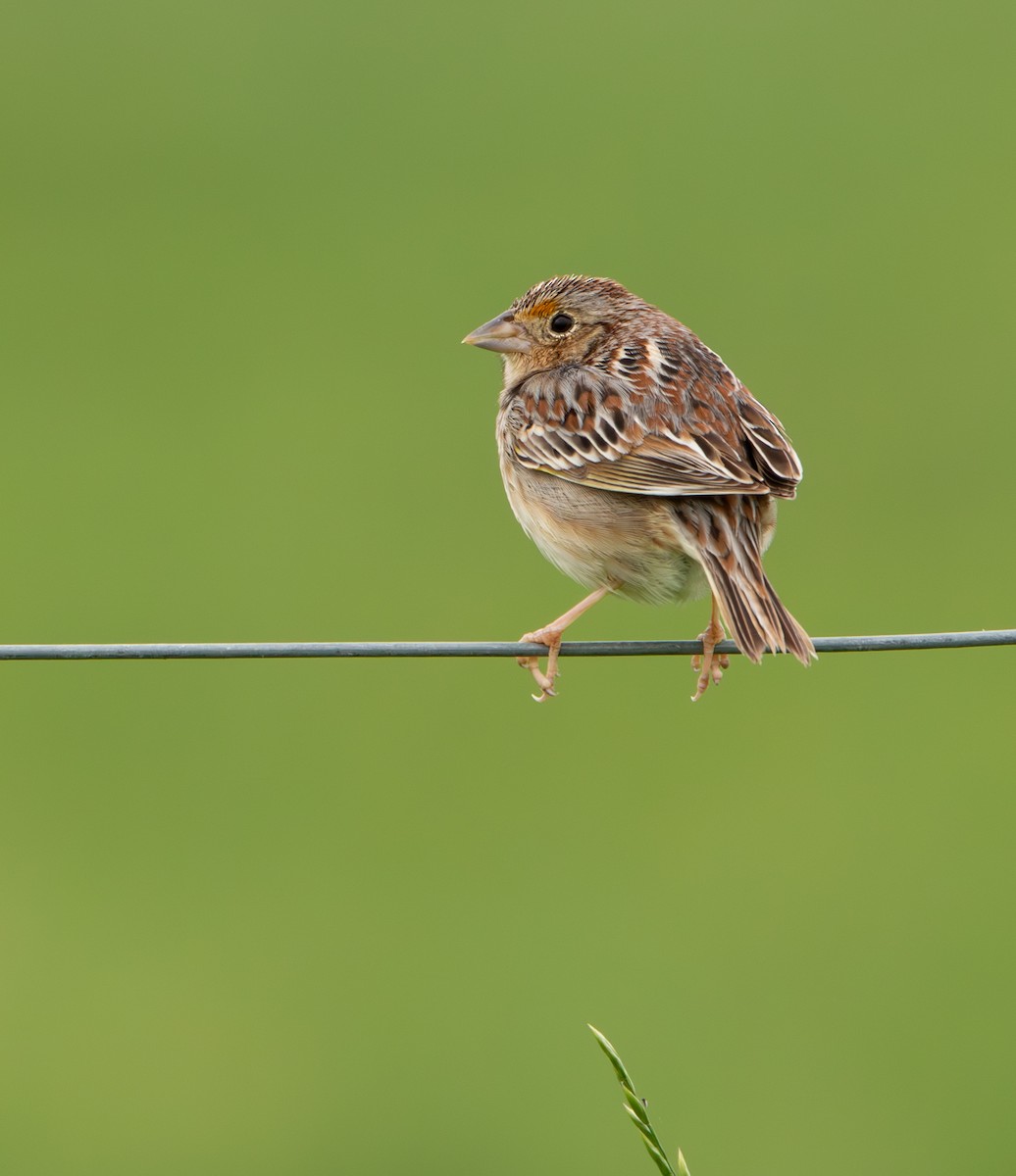 Grasshopper Sparrow - ML617619613