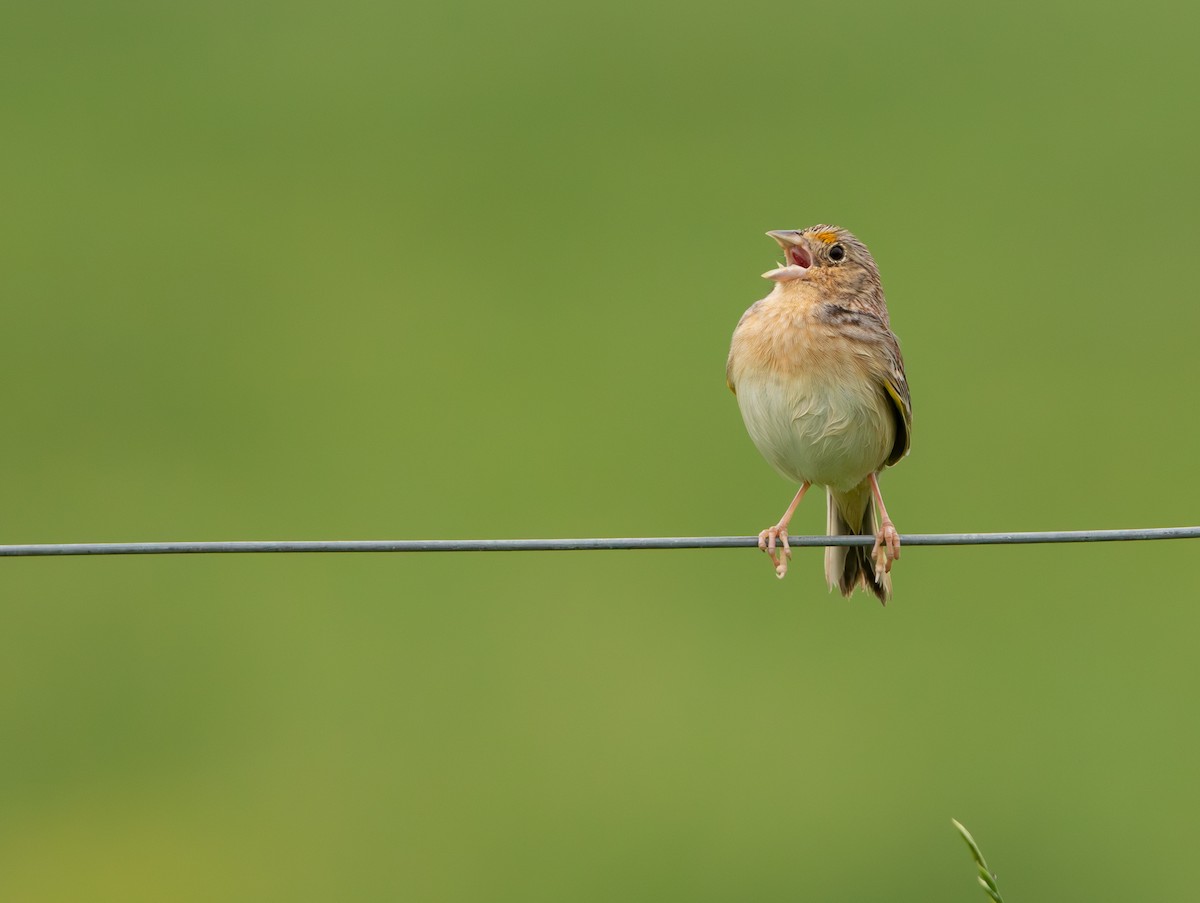 Grasshopper Sparrow - Andrew Thornton
