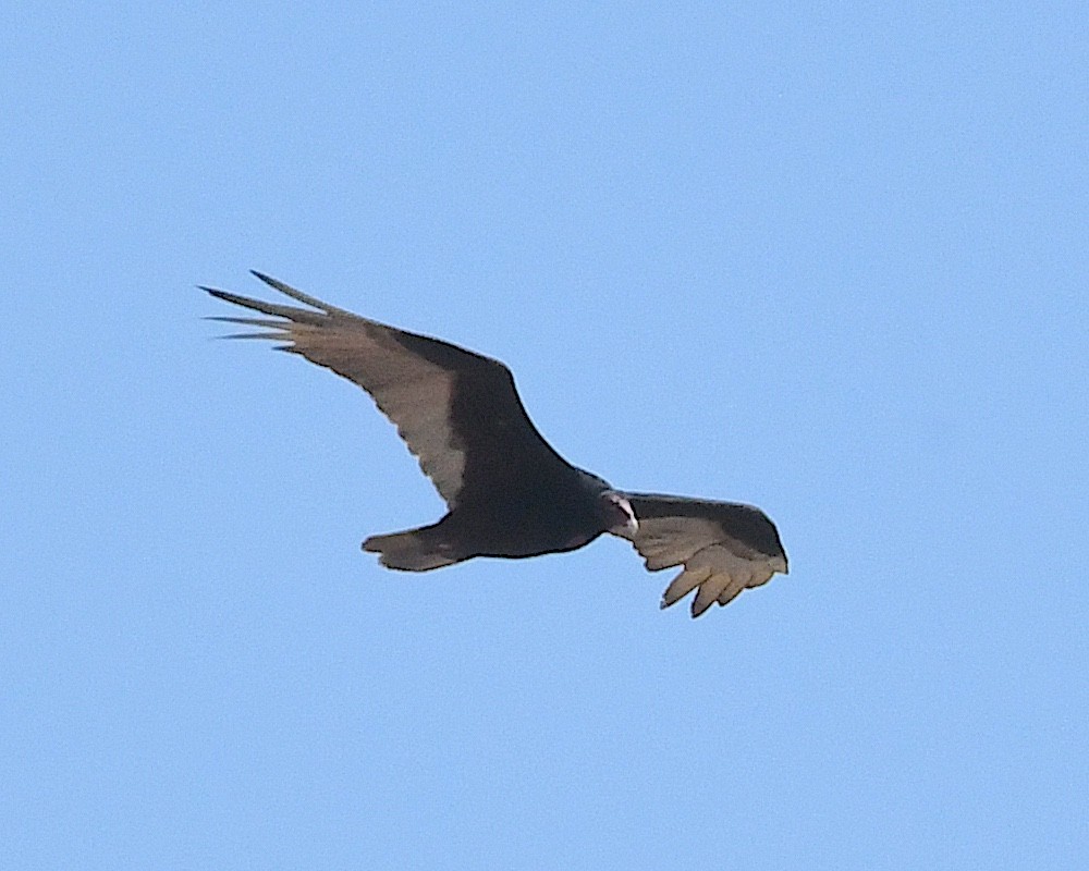 Turkey Vulture - ML617619671