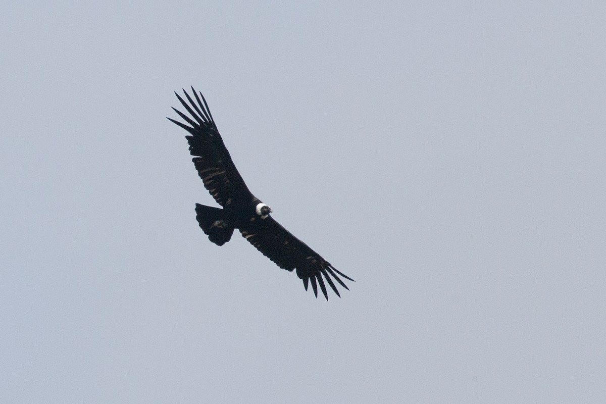 Condor des Andes - ML617619736