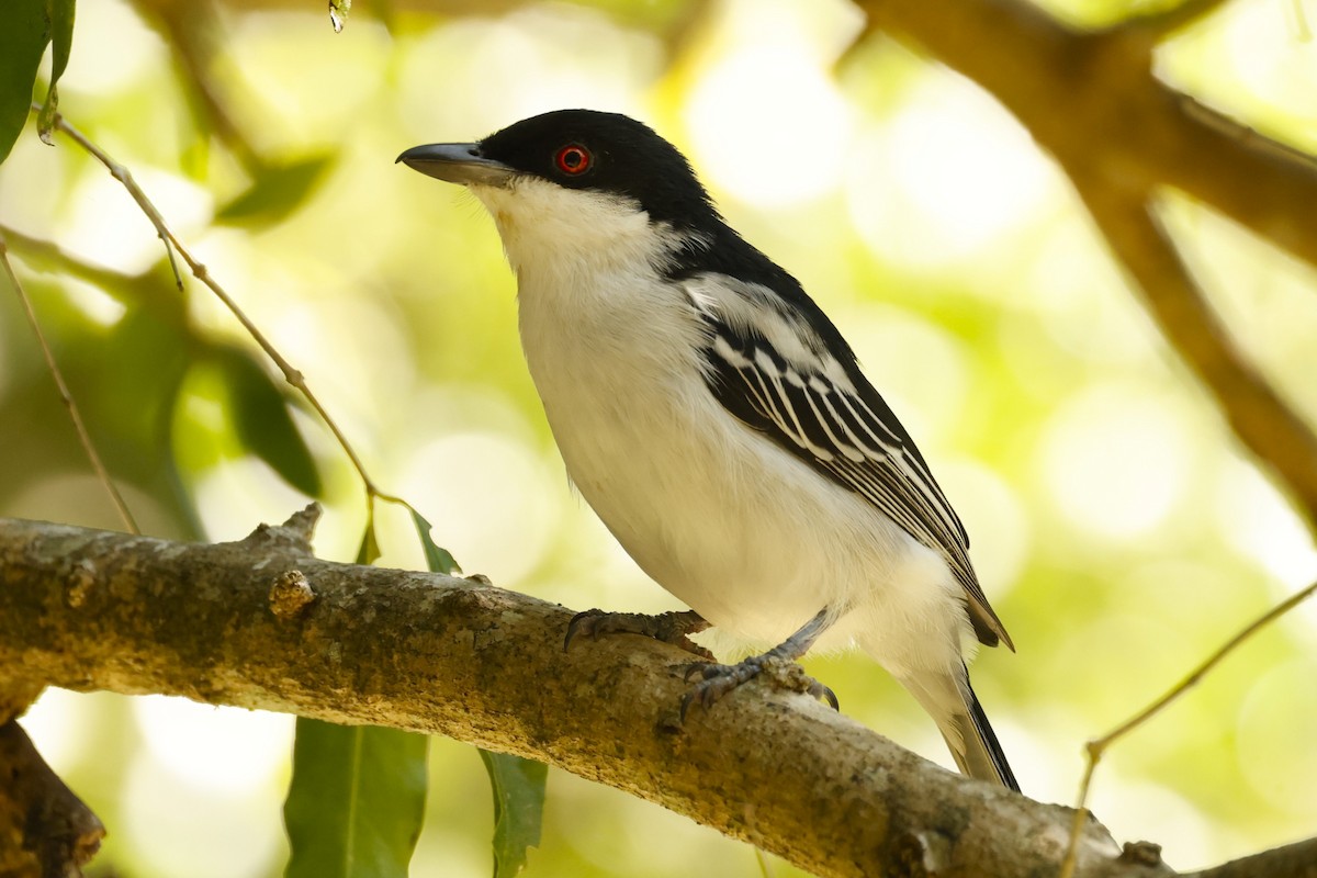 Black-backed Puffback (White-winged) - ML617619782