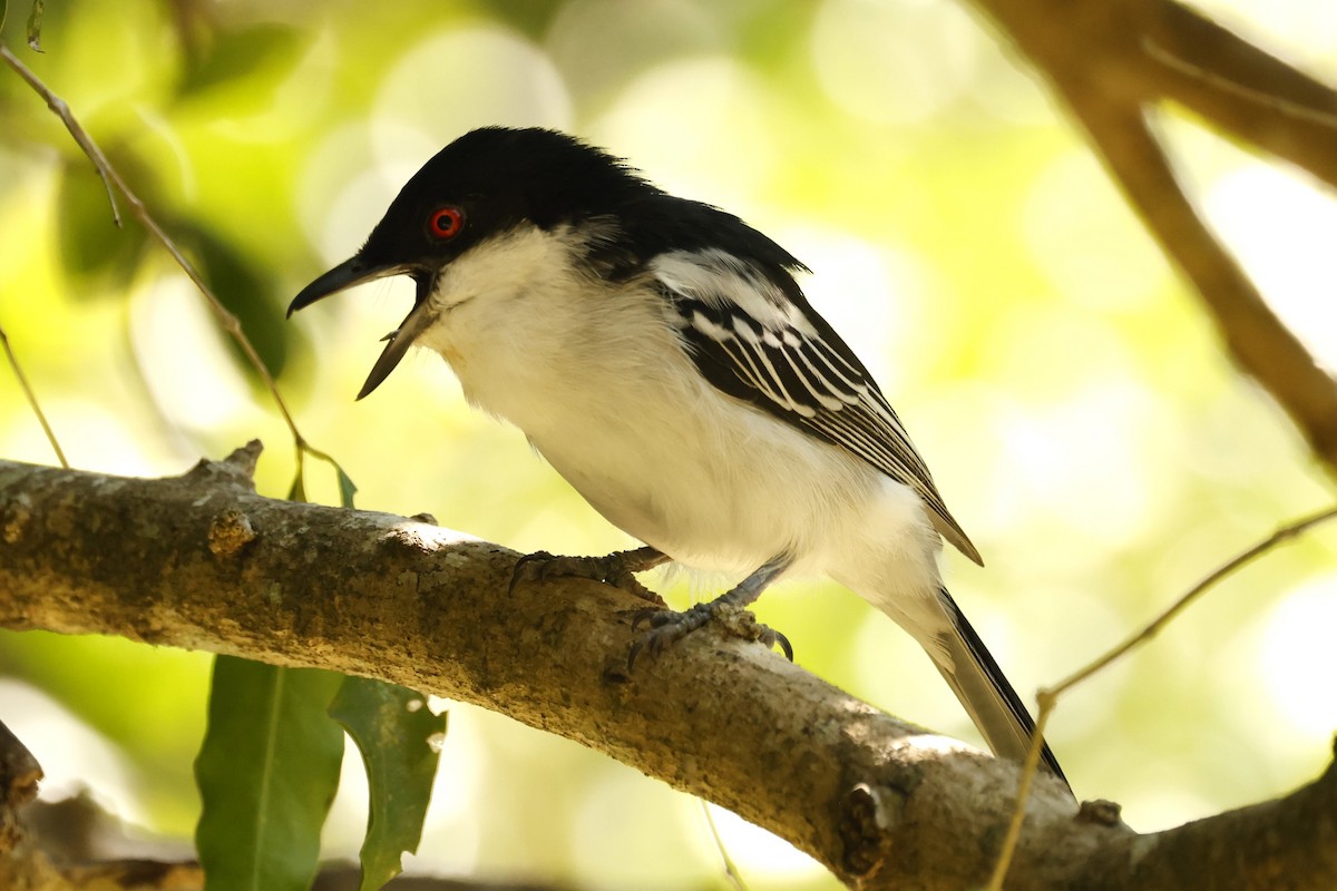 Black-backed Puffback (White-winged) - ML617619783