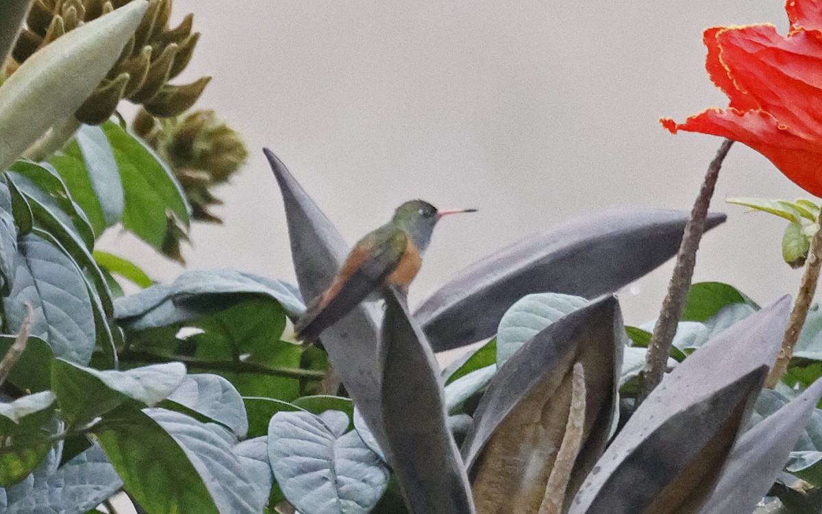 Amazilia Hummingbird - ML617619806