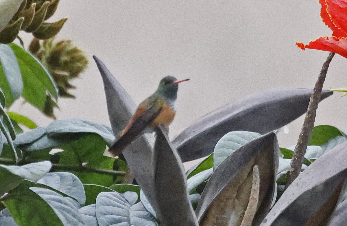 Amazilia Hummingbird - ML617619816