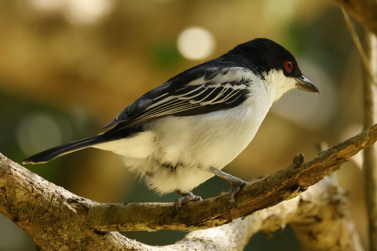 Black-backed Puffback (White-winged) - ML617619913