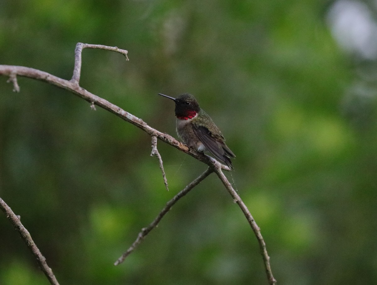 Ruby-throated Hummingbird - Laurel Barnhill