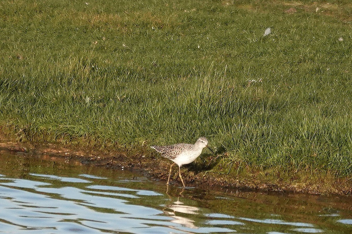 Marsh Sandpiper - Roly Pitts