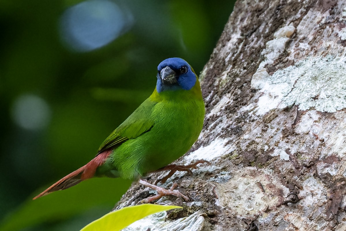 Blue-faced Parrotfinch - ML617620003
