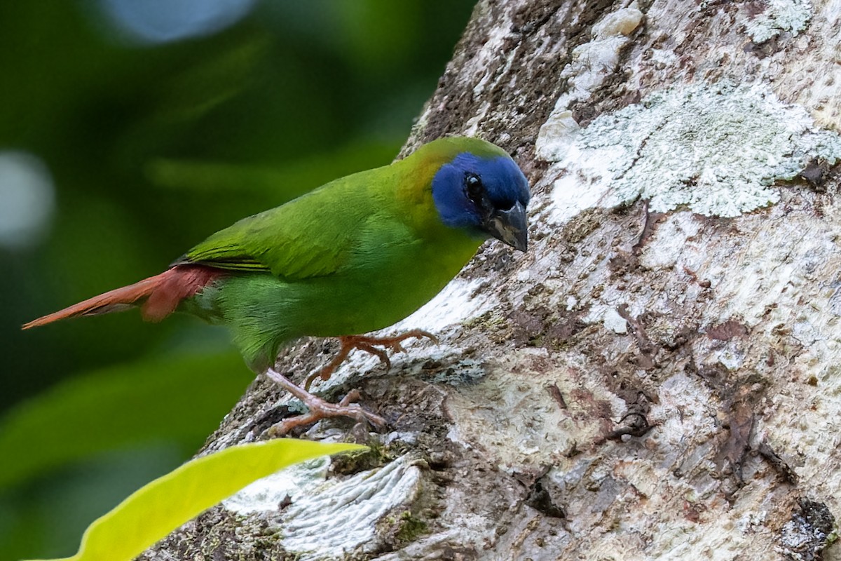 Blue-faced Parrotfinch - ML617620004