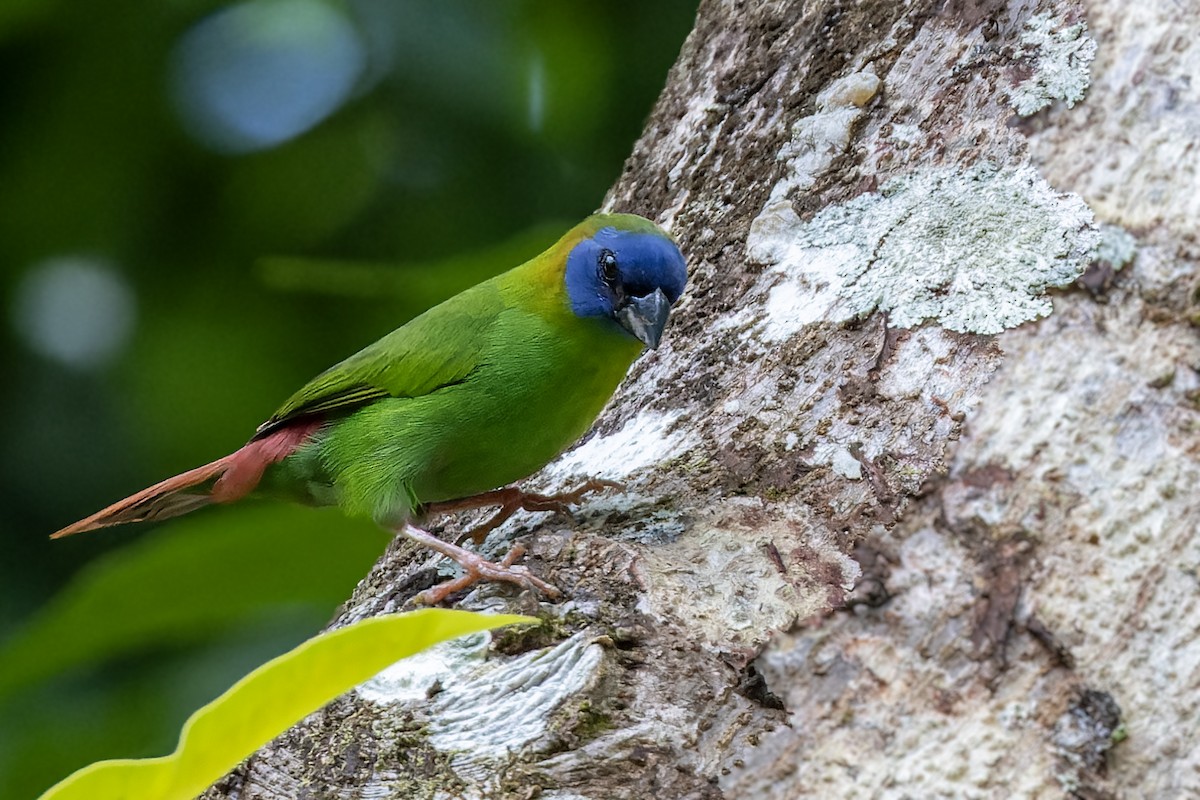 Blue-faced Parrotfinch - ML617620005