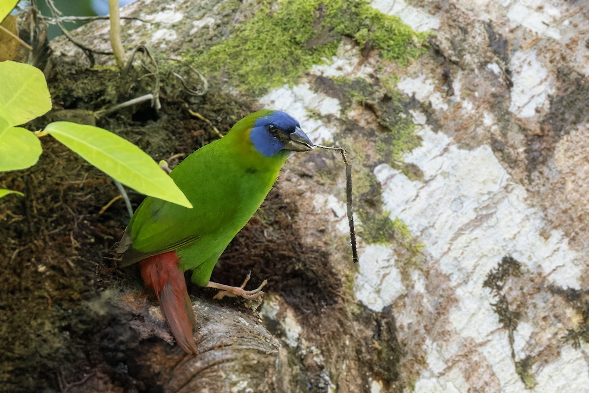 Blue-faced Parrotfinch - ML617620006