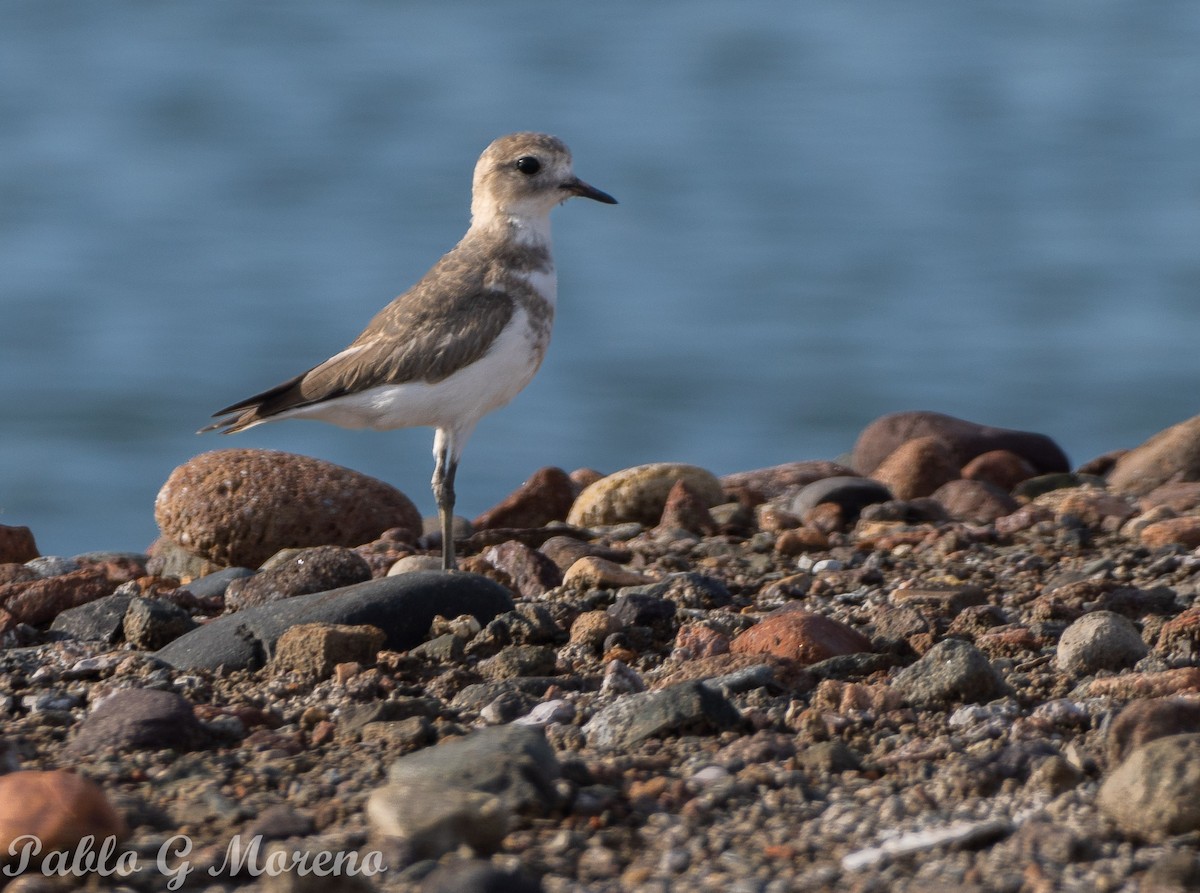 Two-banded Plover - ML617620023