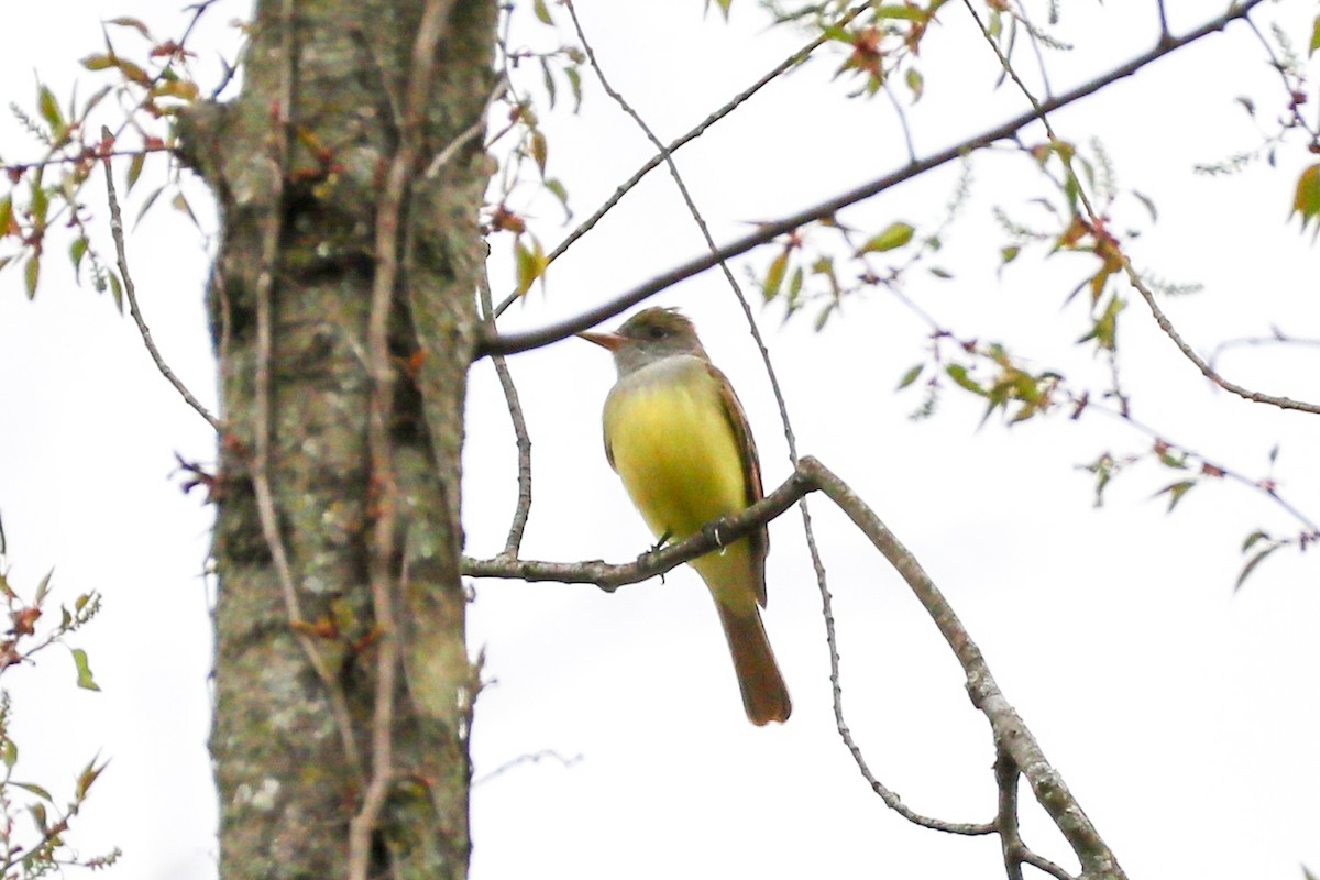 Great Crested Flycatcher - ML617620034