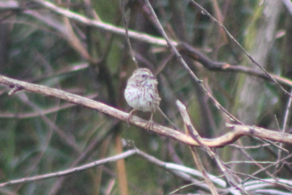 Song Sparrow (montana/merrilli) - ML617620059