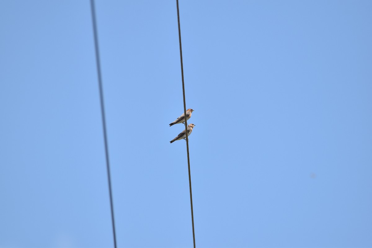Tawny-headed Swallow - ML617620118