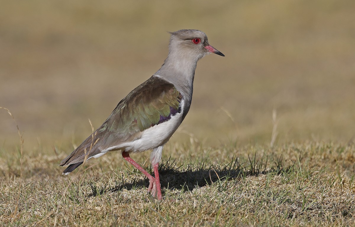 Andean Lapwing - ML617620126
