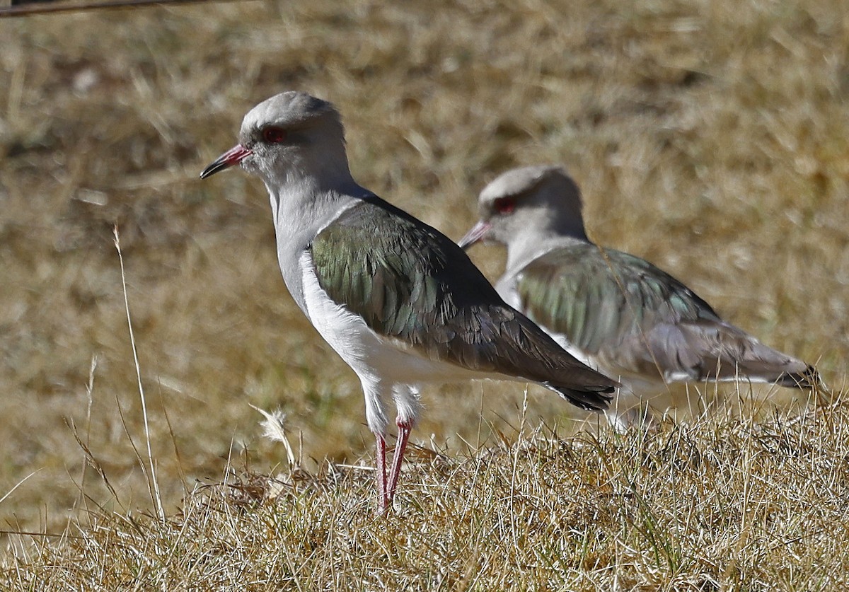 Andean Lapwing - ML617620133