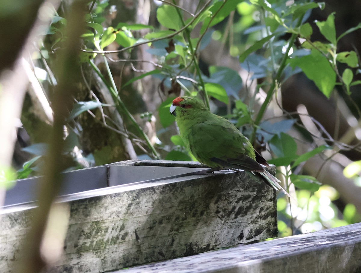 Red-crowned Parakeet - ML617620136