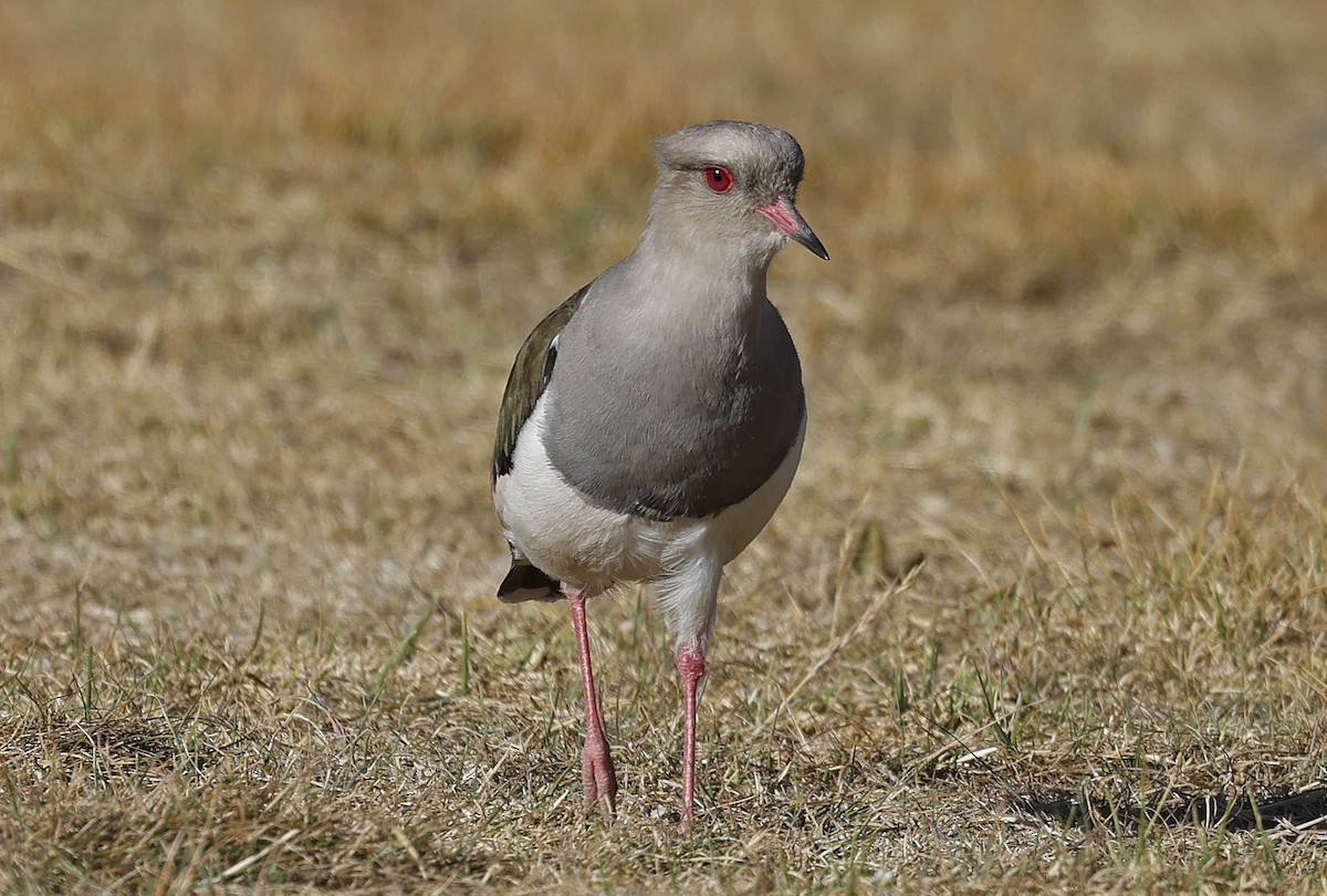 Andean Lapwing - ML617620137