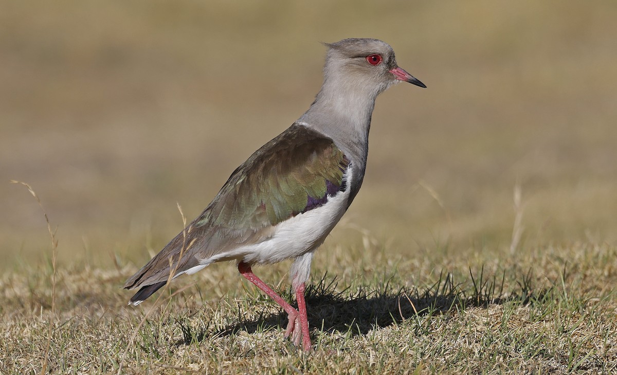 Andean Lapwing - ML617620144