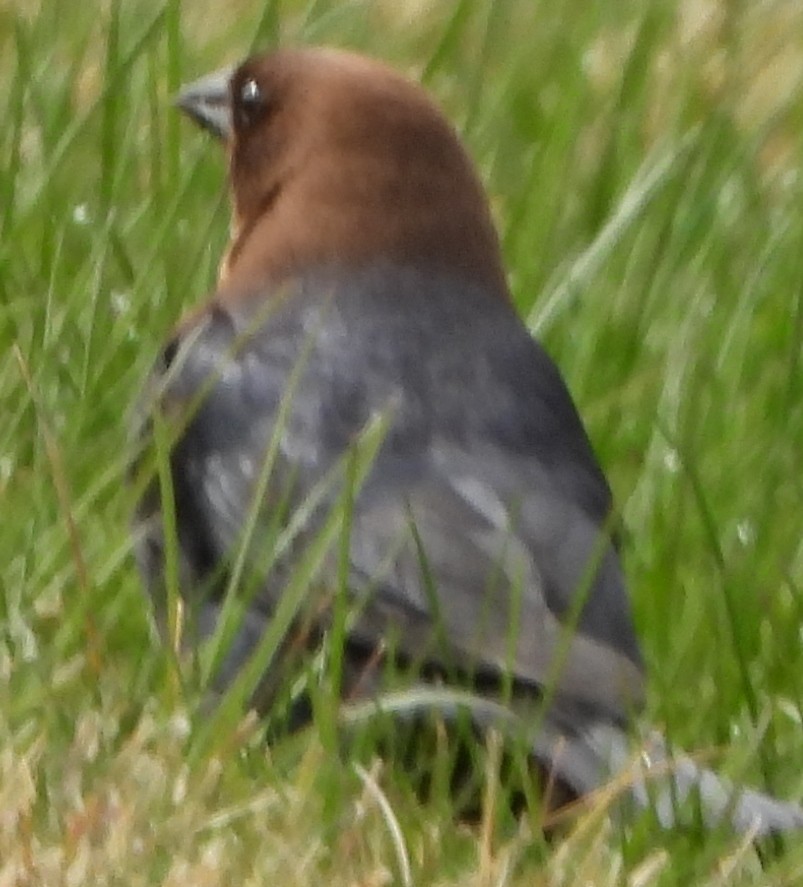 Brown-headed Cowbird - alan murray