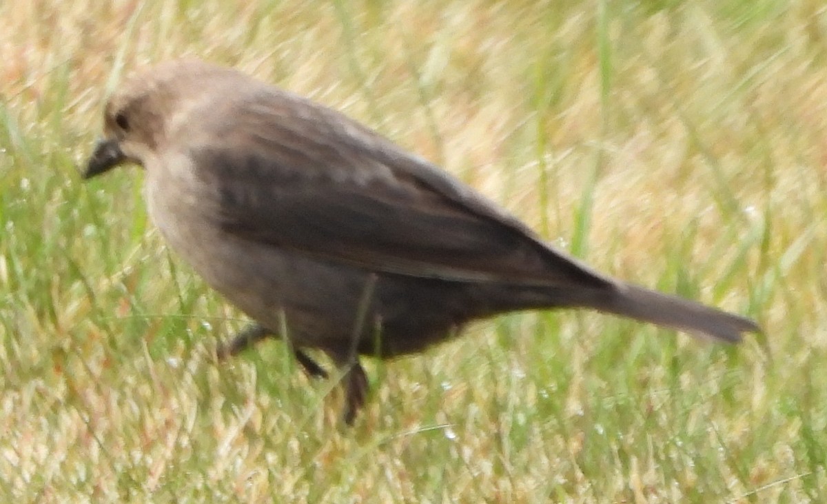 Brown-headed Cowbird - alan murray