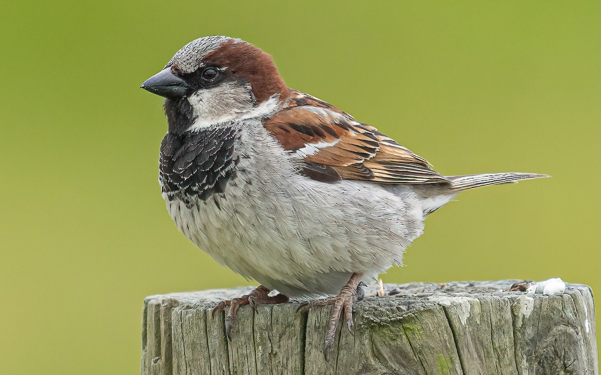 House Sparrow - Wouter Van Gasse