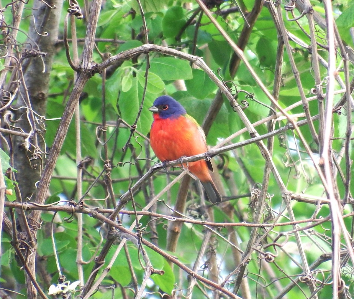 Painted Bunting - ML617620194