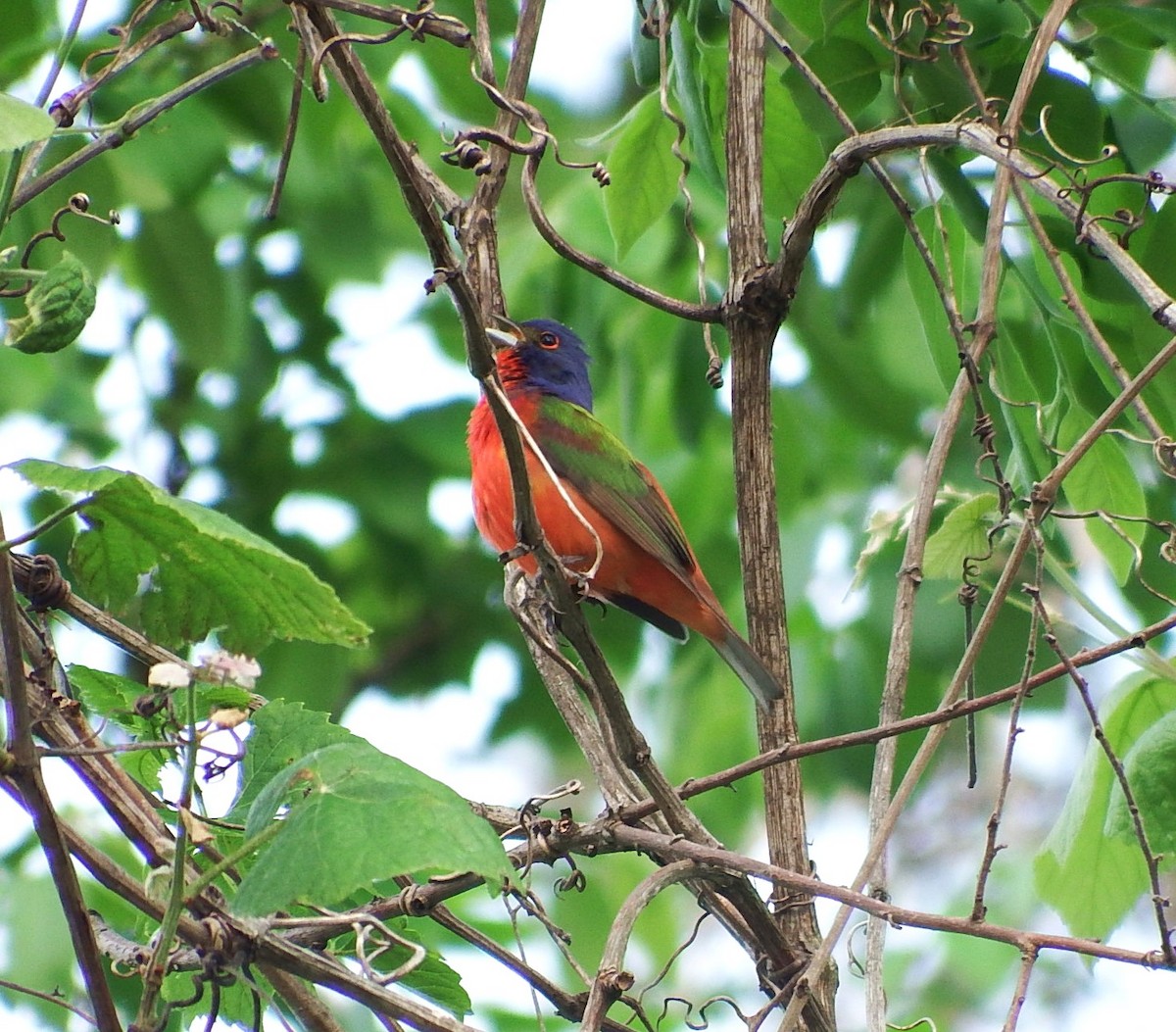 Painted Bunting - ML617620195
