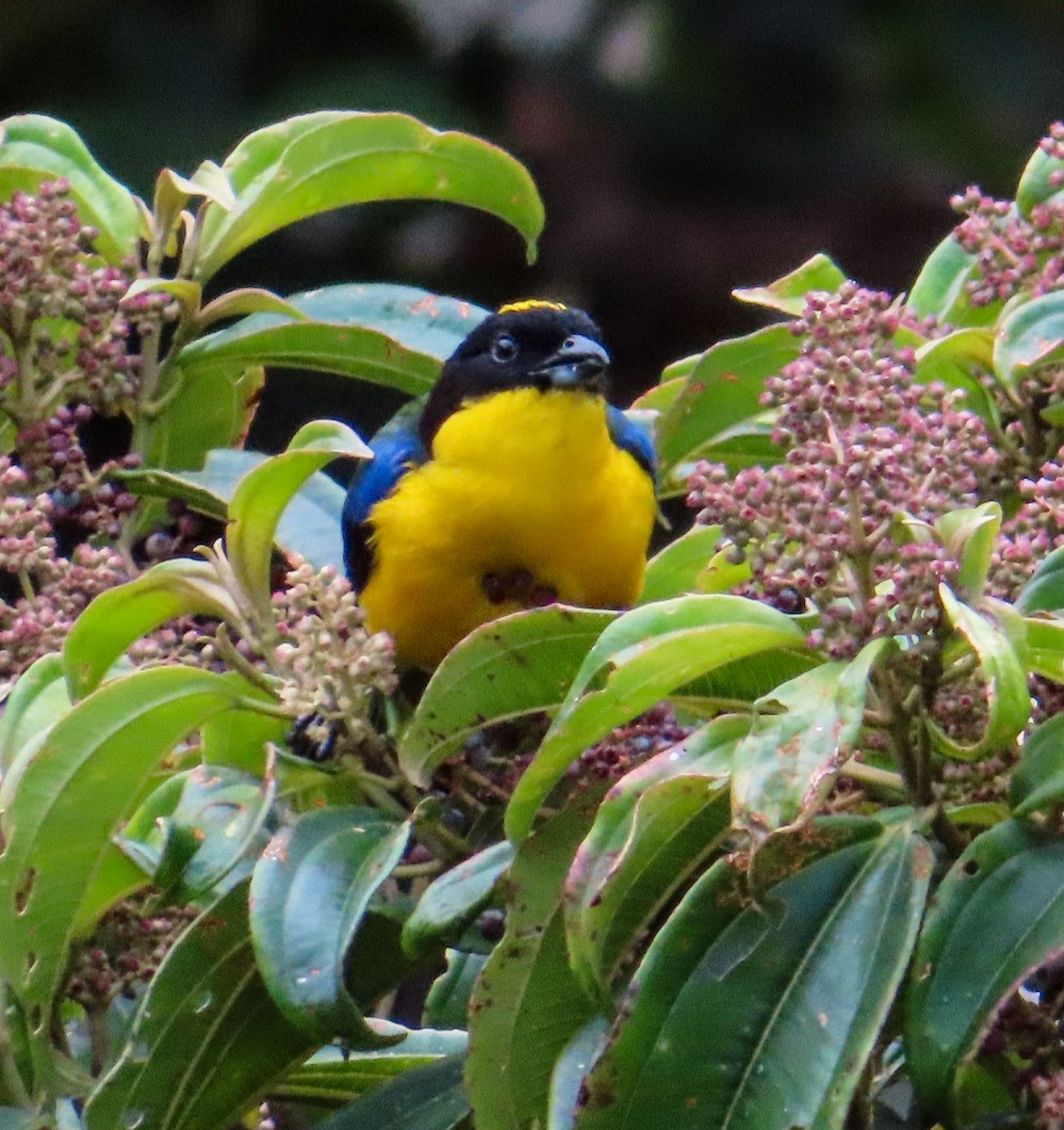 Blue-winged Mountain Tanager - ML617620225