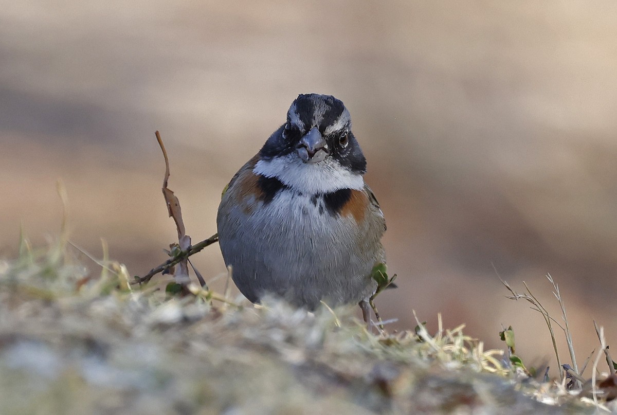 Rufous-collared Sparrow - ML617620251