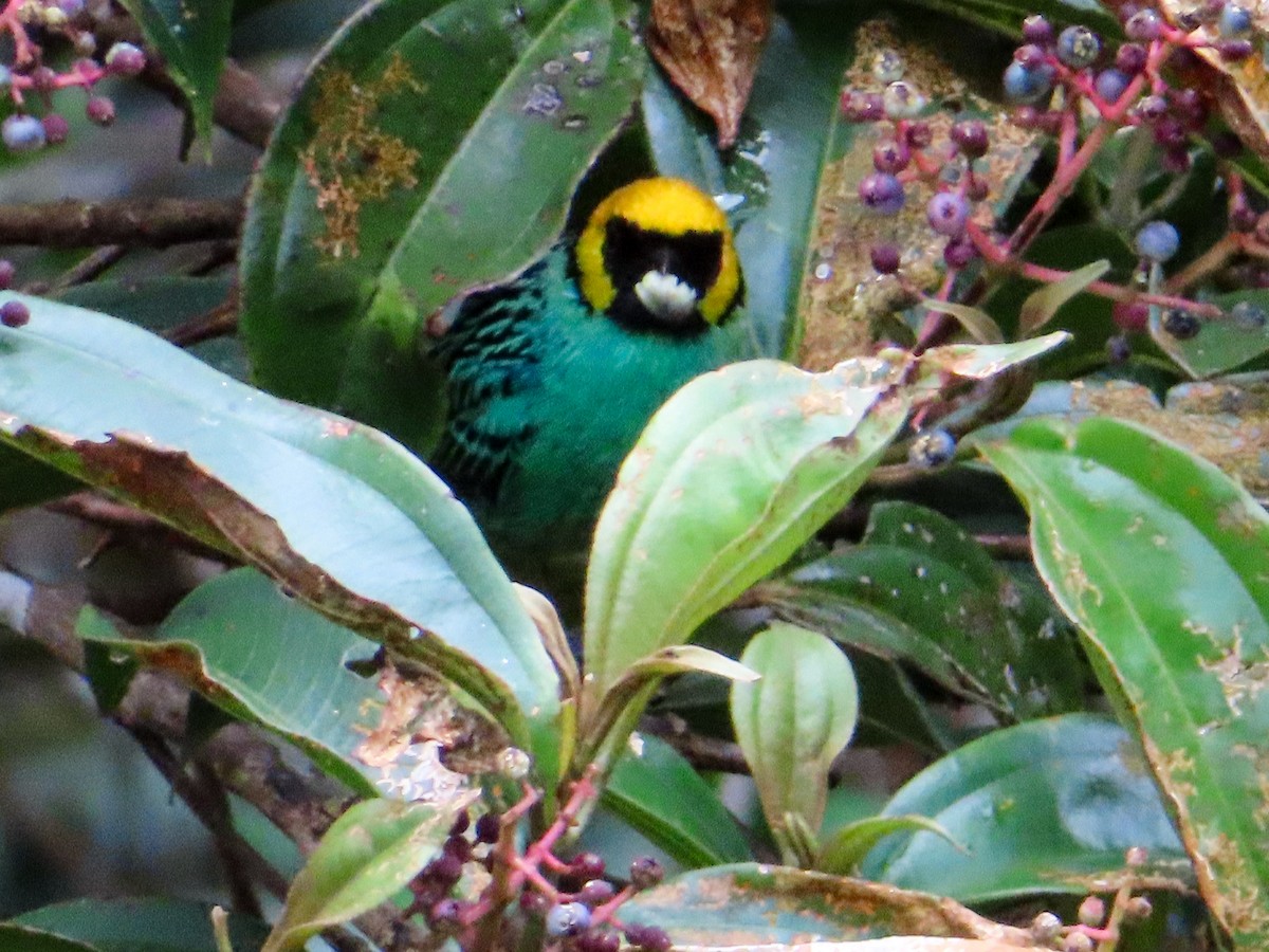 Saffron-crowned Tanager - ML617620284