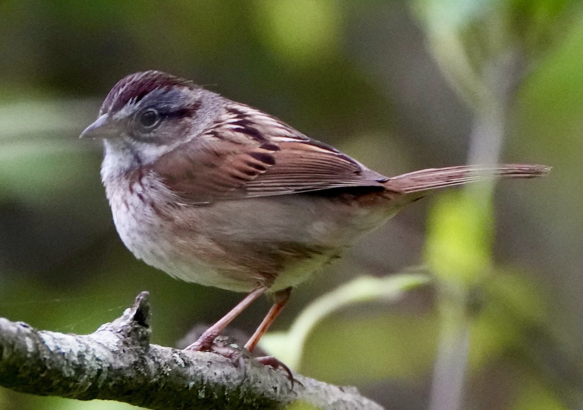 Swamp Sparrow - ML617620298