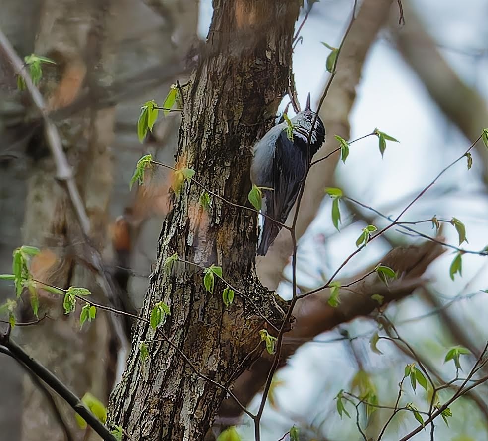 White-breasted Nuthatch - ML617620384