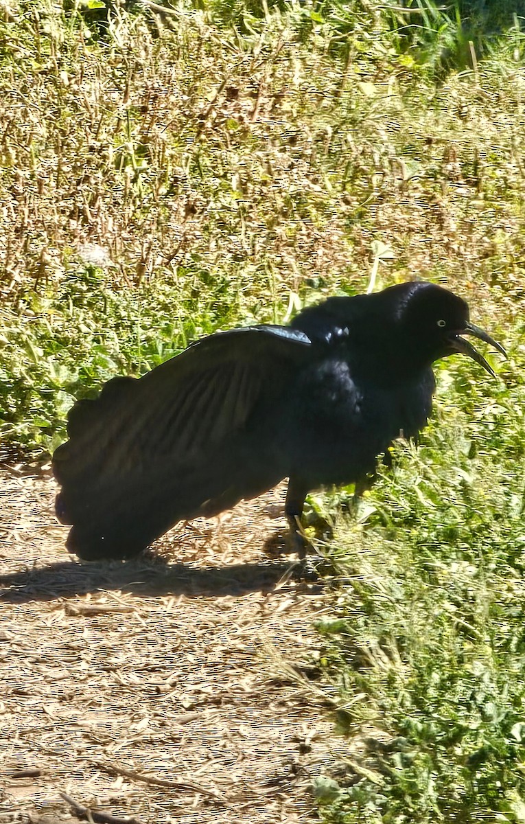 Great-tailed Grackle - ML617620405
