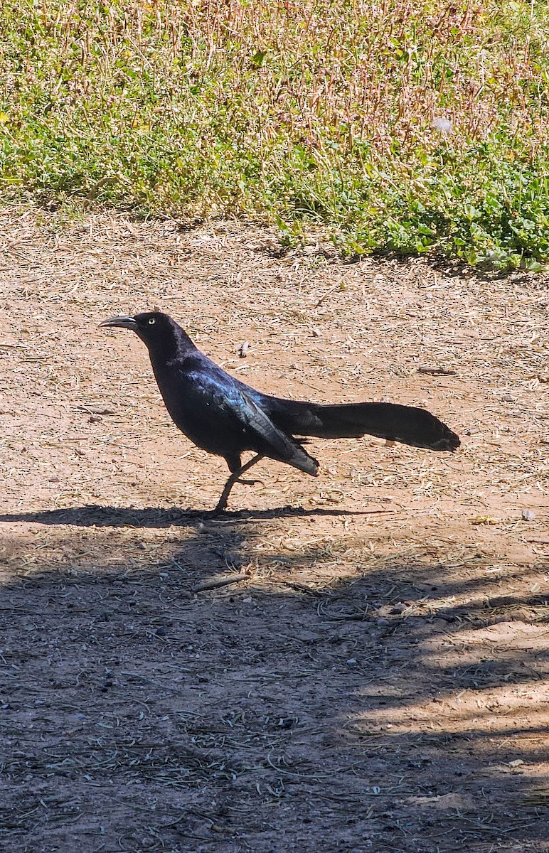 Great-tailed Grackle - ML617620406
