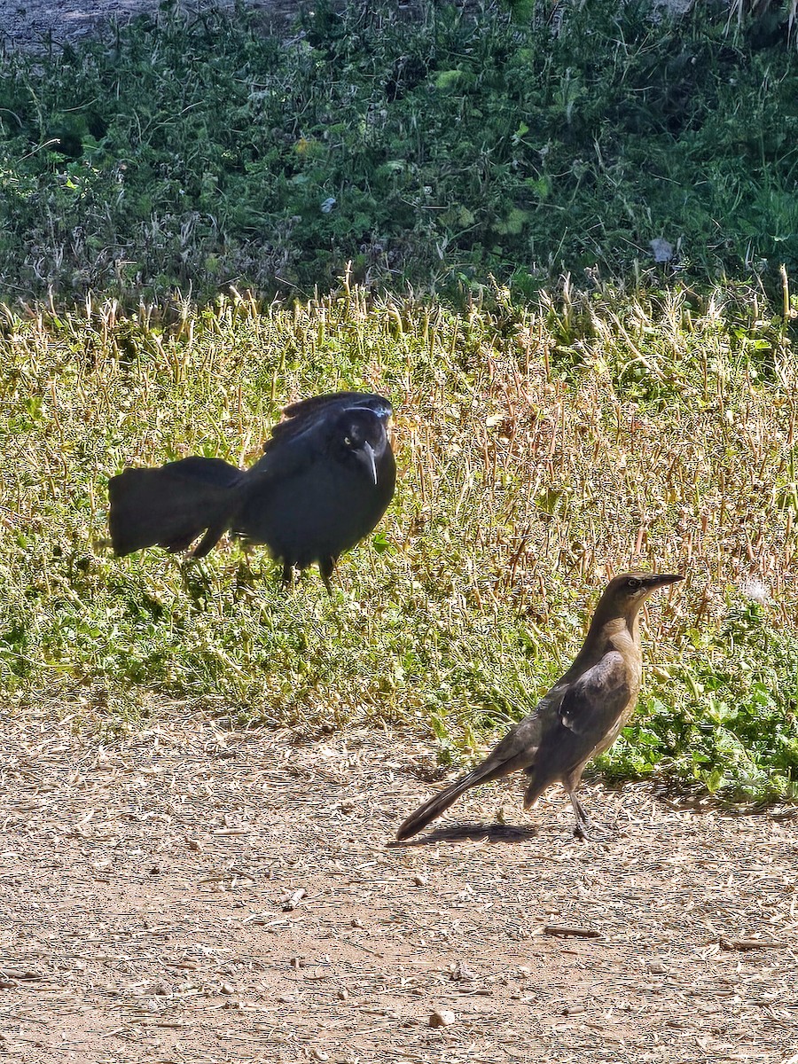 Great-tailed Grackle - ML617620407